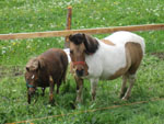 Agroturizam Beautyfarm